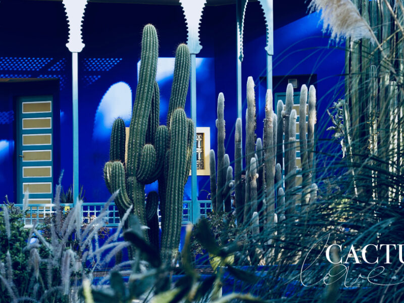 CACTUS is the flower of the moment