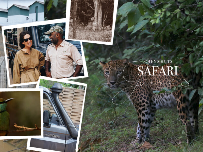 How a wildlife Safari can detox your mind