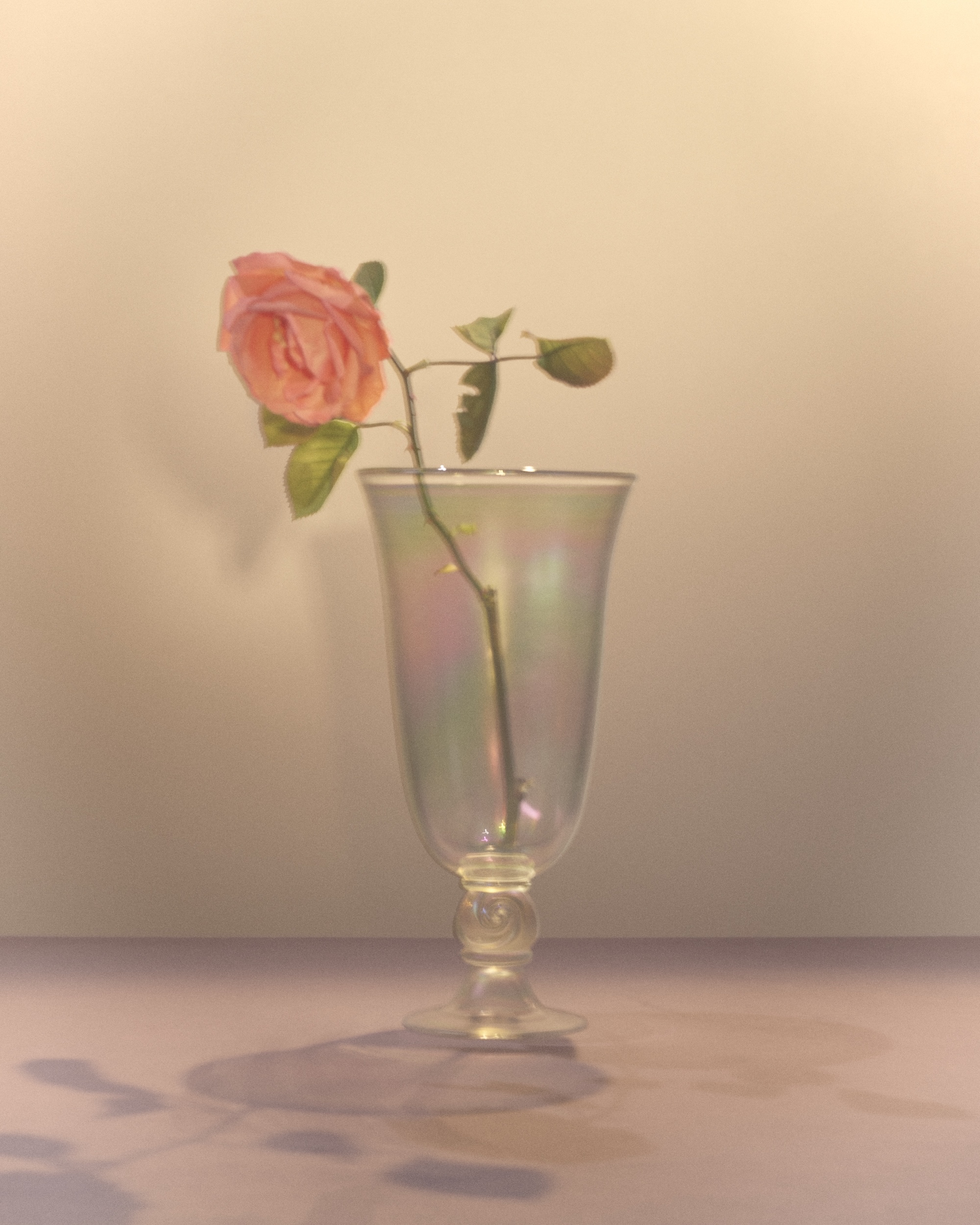 A single pink rose in an iridescent glass vase with a spiral stem
