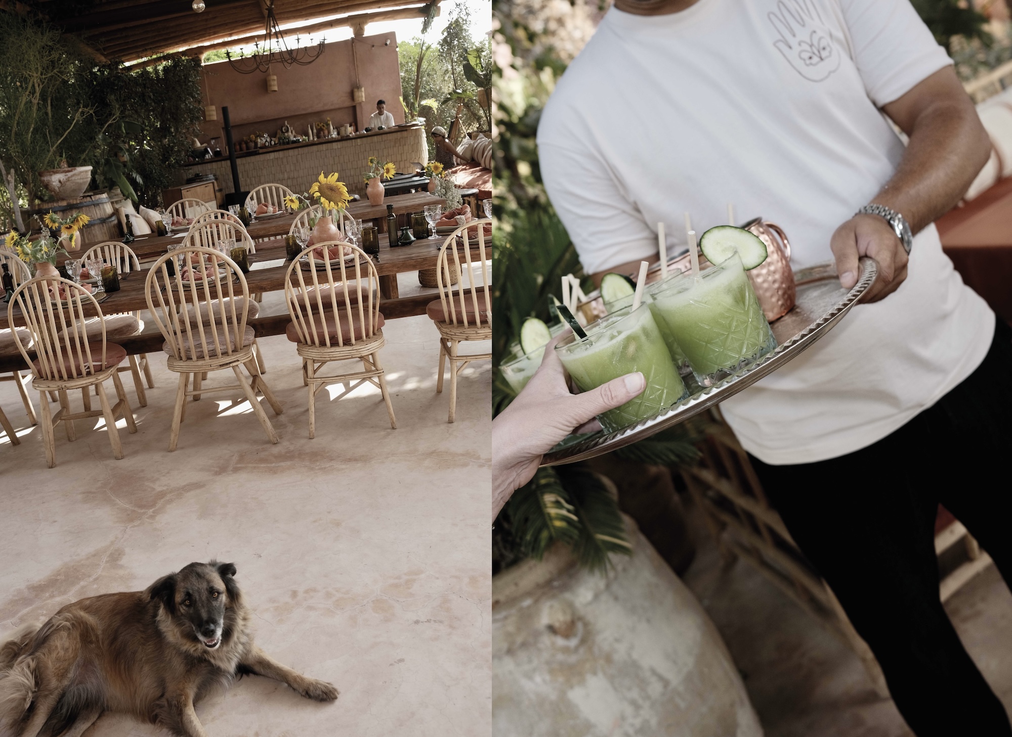 Sunday brunch table at Farasha Farmhouse with a resident dog and fresh cucumber juice